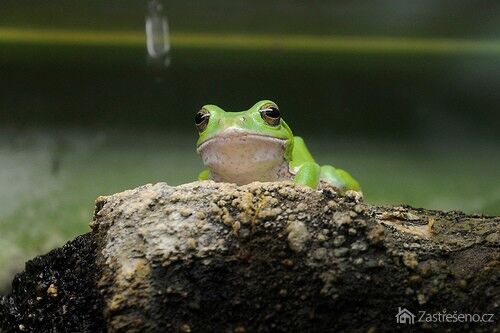 Aj žabka môže ozvláštniť interiér, autor: BONGURI