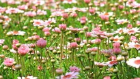 Divoké kvety - prečo a ako ich pestovať u vás na záhrade?