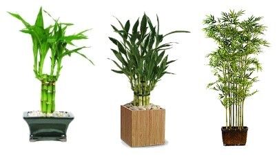 Bambus ako izbová rastlina