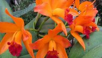 Nádherné orchidey Nádherné orchidey