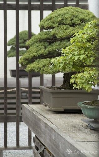 Vonkajší bonsaj, autor: ellievanhoutte