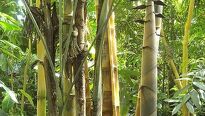 Bambusové drevo - hit poslednej sezóny