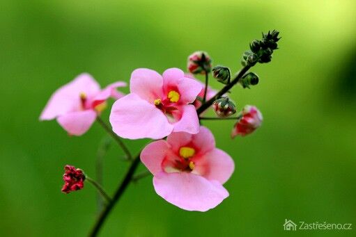 diascia – netradičná letnička vhodná do viacdruhovej výsadby