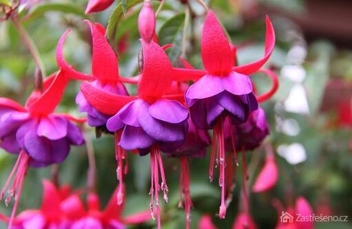 fuchsie – krehká kráska