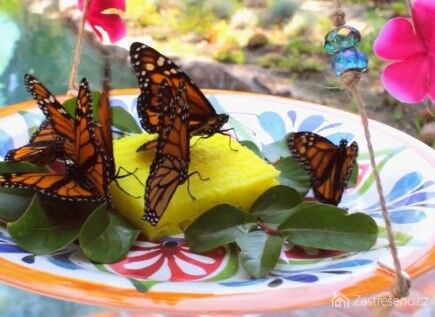 Motýle farebne roztancujú vašu záhradu, starajte sa o ne a postavte im tiež kŕmidlo.