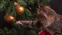 Tipy, ako mať živý vianočný stromček čo najdlhšie pekný
