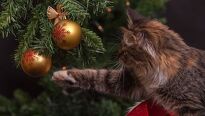 Tipy, ako mať živý vianočný stromček čo najdlhšie pekný Tipy, ako mať živý vianočný stromček čo najdlhšie pekný