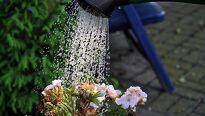 Horúce slnko môže napáchať škody na vašej záhrade