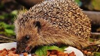 Na jeseň môžete do záhrady prilákať nových návštevníkov Na jeseň môžete do záhrady prilákať nových návštevníkov
