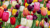 Prečo všetci milujú tulipány a prečo sa ísť pozrieť do Holandska?